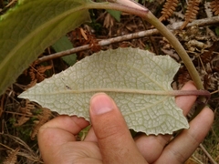 Munnozia senecionidis