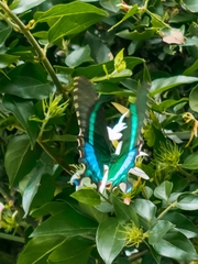 Papilio crino
