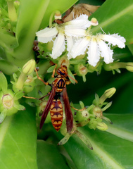 Polistes rothneyi