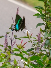 Papilio crino