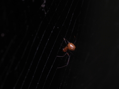Argyrodes flavescens
