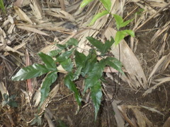 Tectaria siifolia