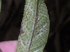 Tectaria siifolia