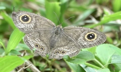 Ypthima horsfieldii humei