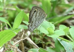 Ypthima horsfieldii humei