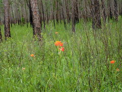 Asclepias lanceolata