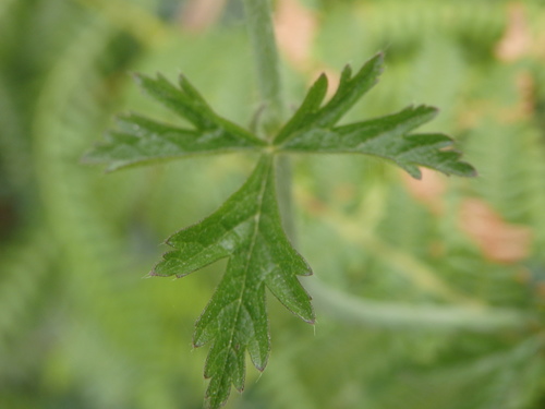 Image of Malva tournefortiana by (c) Carminda Santos, some rights reserved (CC BY)