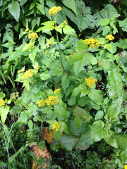 Zizia trifoliata