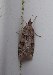 Scoparia basistrigalis