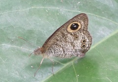 Ypthima horsfieldii humei