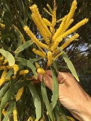 Acacia leptocarpa