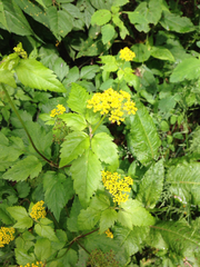 Zizia trifoliata