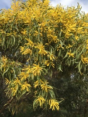 Acacia leptocarpa