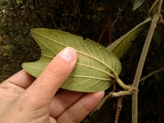 Passiflora bogotensis