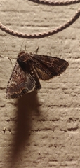 Apamea amputatrix