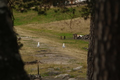 Larus fuscus barabensis