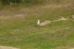 Larus fuscus barabensis