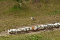 Larus fuscus barabensis