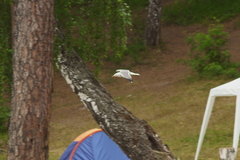 Larus fuscus barabensis