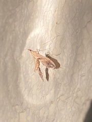 Lineodes elcodes