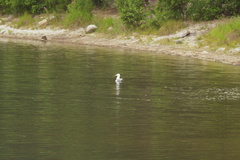 Larus fuscus barabensis
