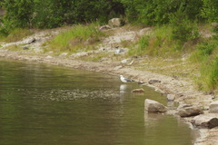 Larus fuscus barabensis