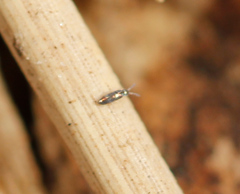 Lepidocyrtus fimicolus