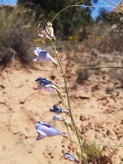 Penstemon comarrhenus