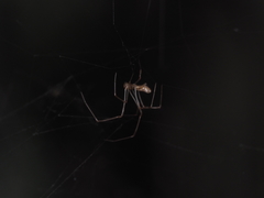 Argyrodes fissifrons