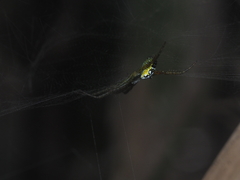 Cyrtophora cylindroides