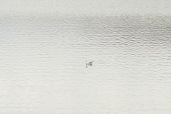 Larus fuscus barabensis