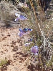 Penstemon comarrhenus