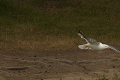 Larus fuscus barabensis