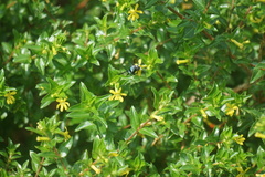 Thyreus himalayensis