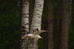 Larus fuscus barabensis