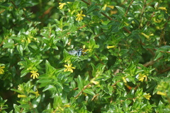 Thyreus himalayensis