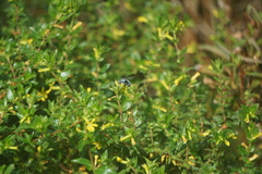 Thyreus himalayensis