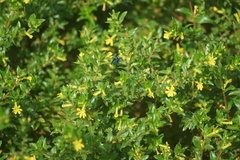 Thyreus himalayensis