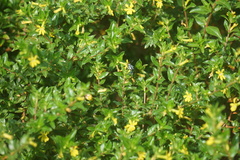 Thyreus himalayensis