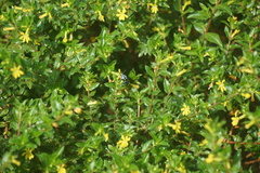 Thyreus himalayensis