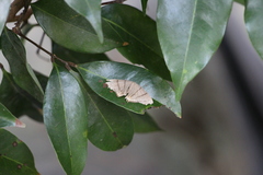 Orudiza protheclaria