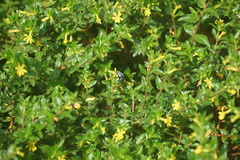 Thyreus himalayensis