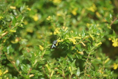 Thyreus himalayensis