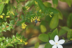 Thyreus himalayensis