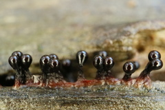 Metatrichia