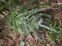 Pteris heteromorpha