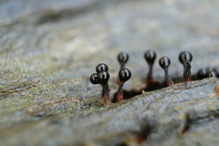 Metatrichia