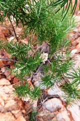 Cassinia laevis