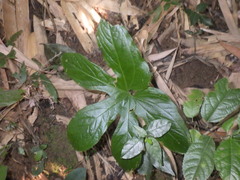 Tacca palmata