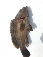Epinephelus bleekeri